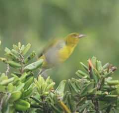Chlorodrepanis flava