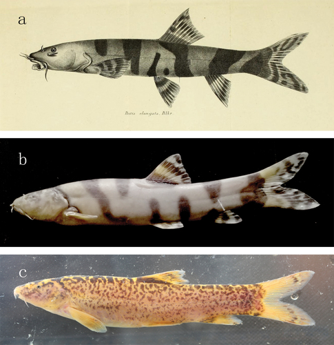 Leptobotia elongata