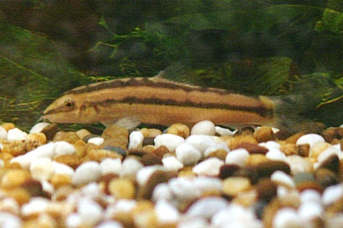 Blacklined loach (Ambastaia nigrolineata) — Cobitidae