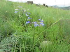 Agapanthus campanulatus