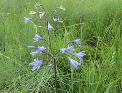 Agapanthus campanulatus