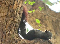 Callosciurus erythraeus