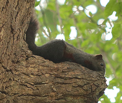 Callosciurus erythraeus