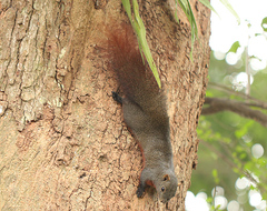 Callosciurus erythraeus
