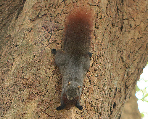 Pallas' Squirrel, photo 8 of 10