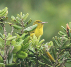 Chlorodrepanis flava
