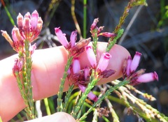 Erica cristata