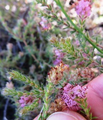 Erica similis
