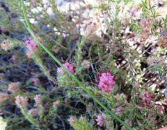 Erica similis