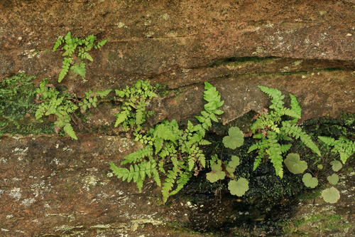 Rockhouse fern (Leptogramma burksiorum)