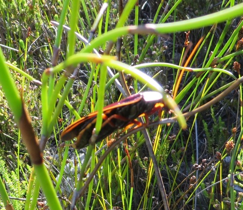 Photo of Cape Mountain Cockroach (Aptera fusca)