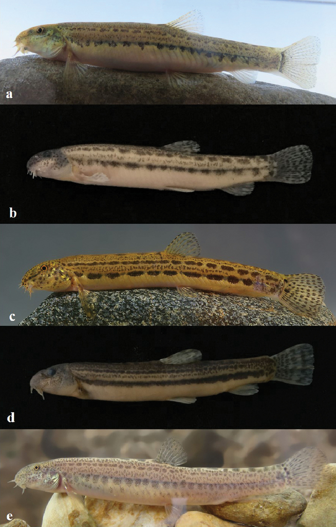 True Loaches