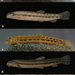 True Loaches - Photo (c) https://doi.org/10.3897/zse.96.55837, some rights reserved (CC BY)