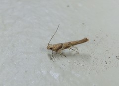 Pyroderces