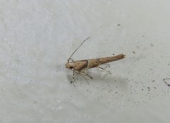 Pyroderces