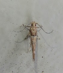 Pyroderces