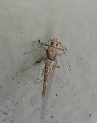 Pyroderces