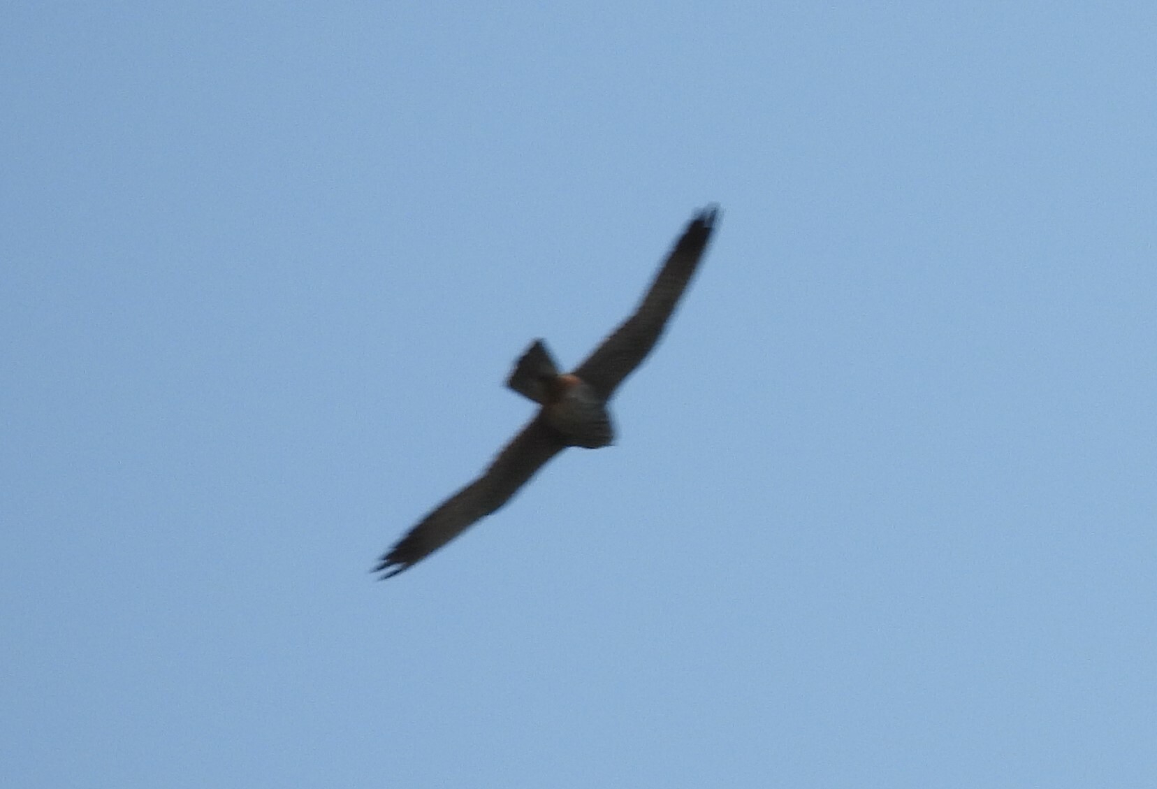 Red-footed Falcon