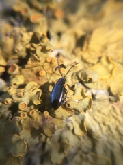 Phyllotreta nigripes