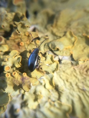 Phyllotreta nigripes