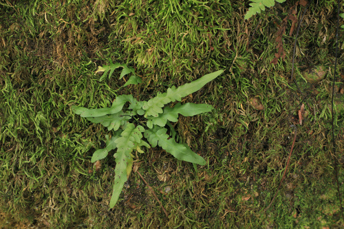 Asplenium tutwilerae