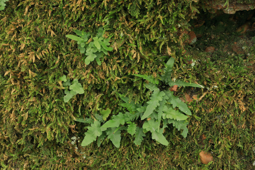 Asplenium tutwilerae, photograph 1