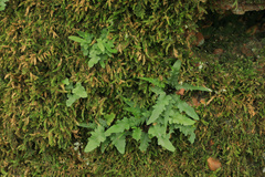 Asplenium tutwilerae, photograph (c) Noah Yawn, some rights reserved (CC BY)