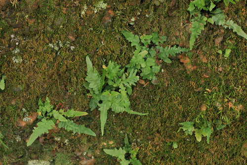 Asplenium tutwilerae, photograph 2