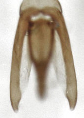 Dactylosternum marginale