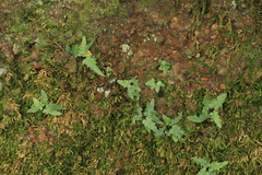 Asplenium tutwilerae, photograph (c) Noah Yawn, some rights reserved (CC BY)