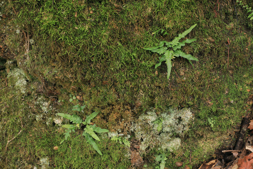 Asplenium tutwilerae, photograph 4