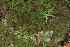 Asplenium tutwilerae, photograph (c) Noah Yawn, some rights reserved (CC BY)