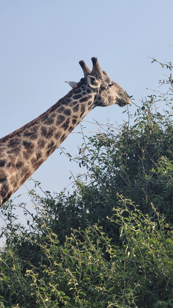 Giraffa giraffa giraffa, , by Matsoka