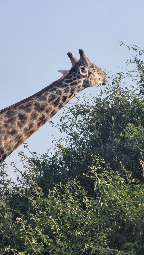 Giraffa giraffa giraffa, , by Matsoka