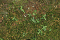 Asplenium tutwilerae, photograph (c) Noah Yawn, some rights reserved (CC BY)