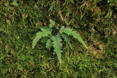 Asplenium tutwilerae, photograph 6