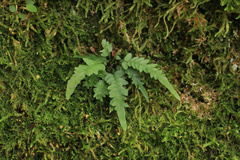 Asplenium tutwilerae, photograph (c) Noah Yawn, some rights reserved (CC BY)