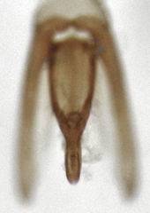 Dactylosternum marginale