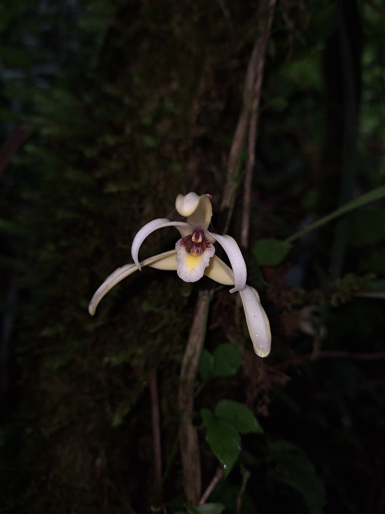 Maxillaria angustisegmenta