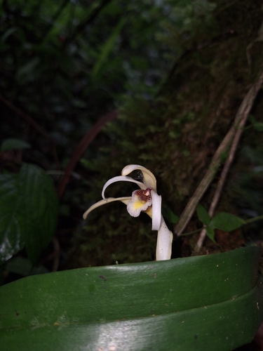 Image of Maxillaria angustisegmenta by (c) Criss Acuña, some rights reserved (CC BY)