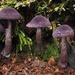 Cortinarius carneipallidus - Photo (c) Steve Reekie, some rights reserved (CC BY-NC), uploaded by Steve Reekie
