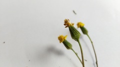 Senecio ilicifolius
