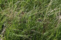 Carex cryptocarpa