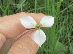 Moraea albicuspa