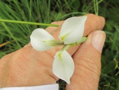 Moraea albicuspa