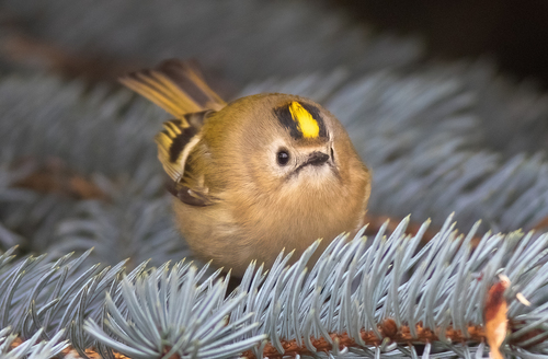 Reyezuelo sencillo (Regulus regulus)