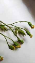 Senecio ilicifolius