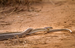Psammophis mossambicus