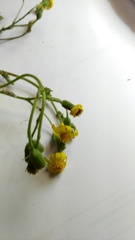 Senecio ilicifolius