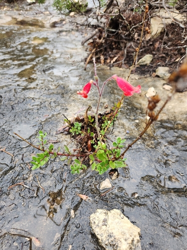 Image of Penstemon baccharifolius by (c) Jo Roberts, some rights reserved (CC BY)